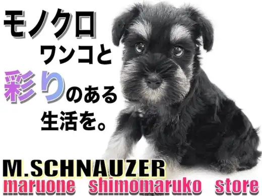 【 ミニチュアシュナウザー 】幼顔の甘えん坊！モノクロわんこと彩りのある生活を！