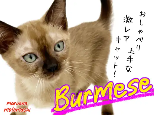 【 バーミーズ 】希少種!おしゃべり上手な陽気猫!!