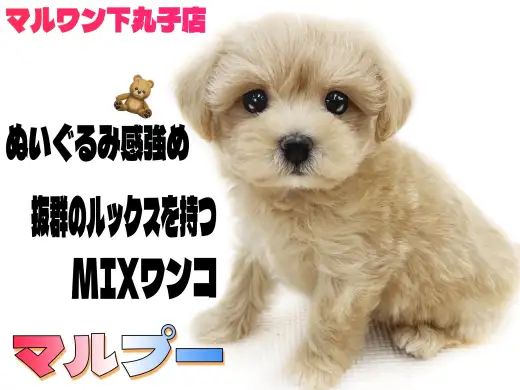 【 MIX 】小さめ両親から生まれたふわふわプリンセス！マルプーの魅力をご紹介！