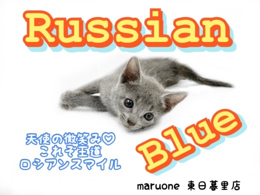 【 ロシアンブルー 】愛らしい天使の微笑み。これぞ王道ロシアンスマイル！