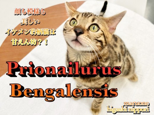 【 ベンガル 】顔も模様も美。イケメンヒョウ柄猫の意外過ぎる甘えん坊具合に注目！