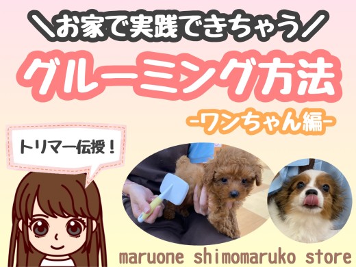 【 お手入れレクチャー 】トリマーが教えるお家で実践できるグルーミング方法！犬編