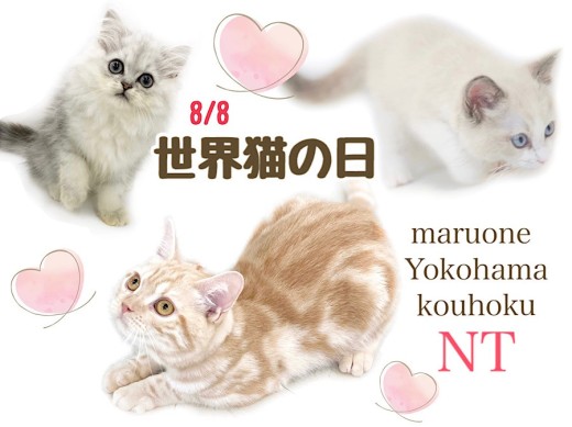 【 お役立て情報 】世界猫の日！港北NT店の猫さんのご紹介！