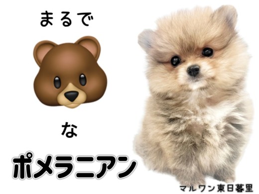 【 ポメラニアン 】まるでクマなポメラニアン。