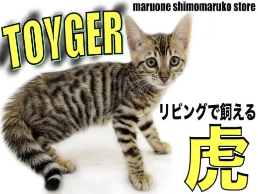 【 トイガー 】要チェック！猫なのに柄はアレ！超希少なリビングで飼えるトラが登場