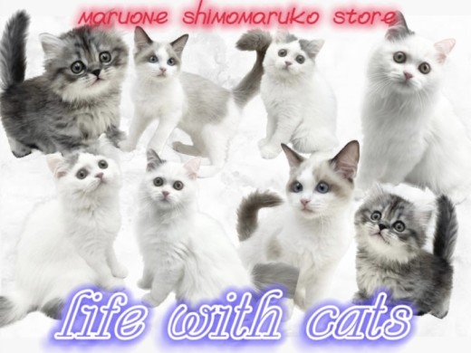 【 お役立て情報 】可愛さ倍増！幸せ無限大！猫の多頭飼いのコツを下丸子店が伝授