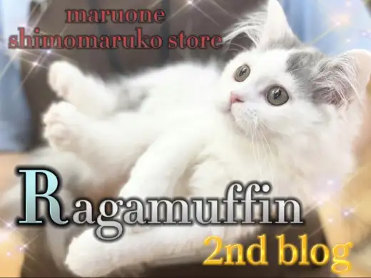 【 ラガマフィン 】ハチワレ模様が可愛い！遊び好きで甘えん坊に育った2ndブログ