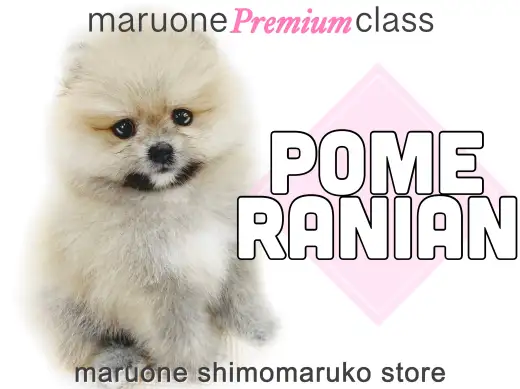【 ポメラニアン 】マルワンプレミアム、極上のふわふわワンコをお届け！