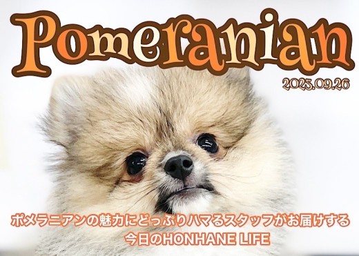 【 ホンハネワンライフ 】お店に来て20日経過!ポメちゃんの魅力に胸キュン!