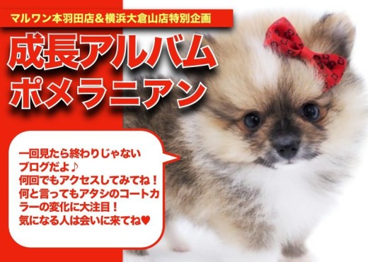 【 ポメラニアン 】珍しいカラーリングが魅力的!ポメラニアンちゃんの成長日記