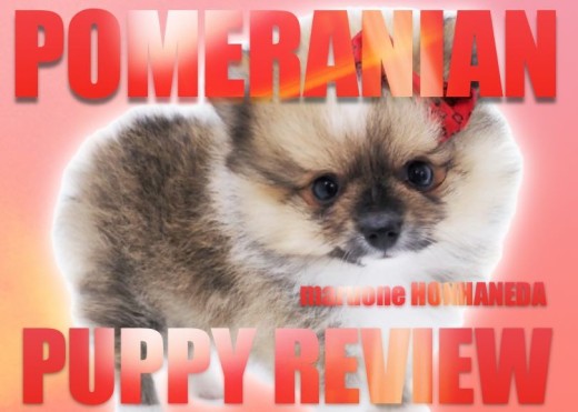 【 ポメラニアン 】白いポイントが魅力!コーギーみたいな毛色を持った珍しいポメ!