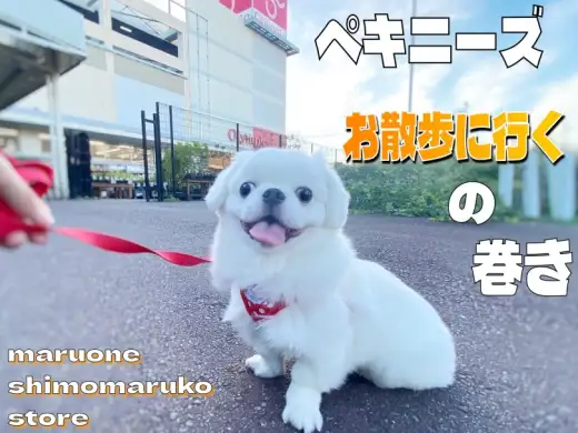 【 ペキニーズ 】おもちワンコとまったりライフ！お散歩に密着した3rdブログ！