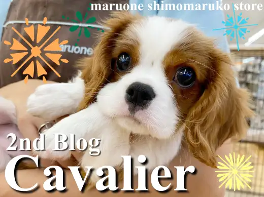 【 キャバリア 】人好きわんこNo1？抱っこもご飯も遊ぶのも大好き！2ndブログ