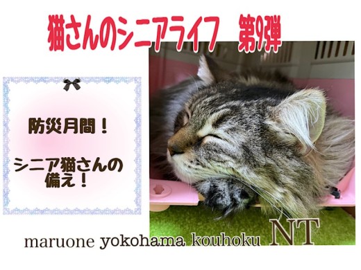 【 お役立て情報 】9月防災月間！シニア猫さんの備え