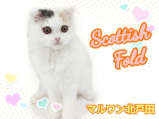 【 スコティッシュフォールド 】ふんわり優しい人気カラー!愛されにゃんこに成長中