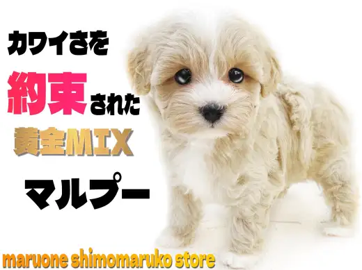 【 MIX 】約束された可愛さに大注目！遊び好きで可愛さ満点のマルプーの女の子！