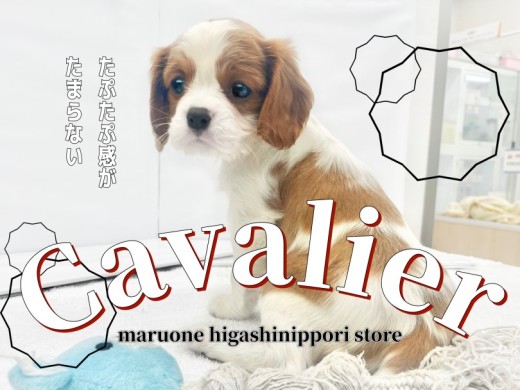 【キャバリア・キングチャールズ・スパニエル】たれ目おっとりフェイスな女の子