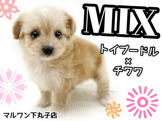 【 MIX 】トイプードルとチワワが両親、小さくて明るい性格の女の子！