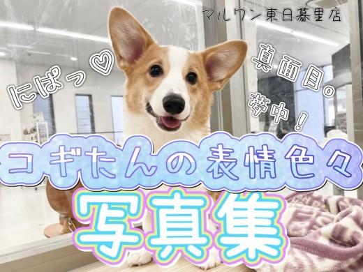 【 ウェルシュコーギーペンブローク 】生後半年を迎えたコギたんの表情写真集