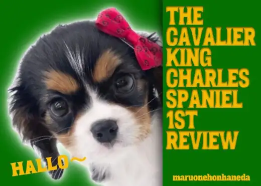 【 キャバリア 】トライカラーの超美男子！力強い瞳でアナタのハートを奪います！