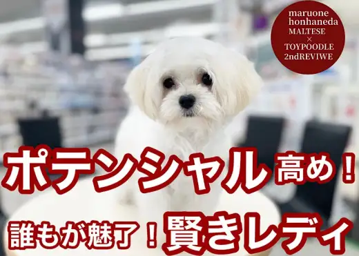 【 マルプー 】ポテンシャル高め！誰もが魅了しちゃう賢きマルプーちゃん！