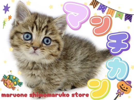 【 マンチカン 】やっぱり可愛い愛されキャット！短足タイプの癒し系はボクのこと！