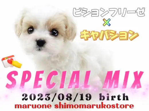 【 MIX 】貴重クォーター犬現る！ビションとキャバションが両親の女の子！