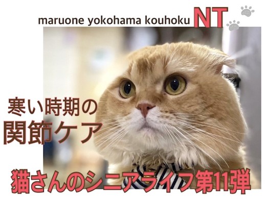 【 お役立て情報 】シニア猫さんの知ってると安心寒い時期の関節ケア