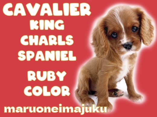 【 キャバリア 】マニアが悶絶!聖地に降臨した希少ルビー&ホワイトの美少女!