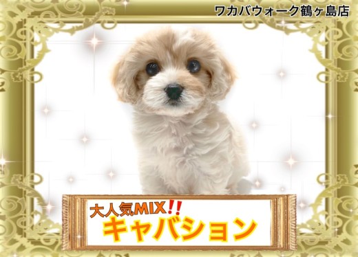 【 MIX 】見逃さないで!入店5日で家族が決まるSNSで大注目MIX