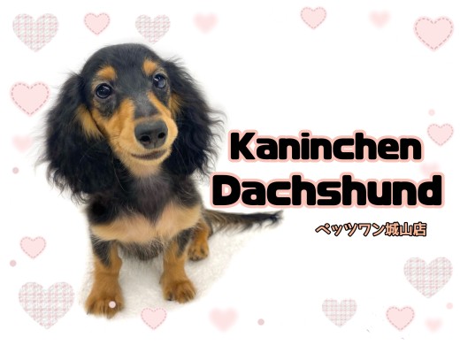 【 カニンヘン・ダックスフント 】生後4ヶ月のダッちゃんは今日も元気いっぱい!