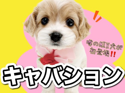 【 キャバリアMIX 】初登場!!噂のスーパースターキャバションがやってきた!