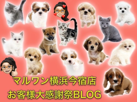【 子犬・子猫紹介 】マルワン横浜今宿店お客様大感謝祭スタートのお知らせ！