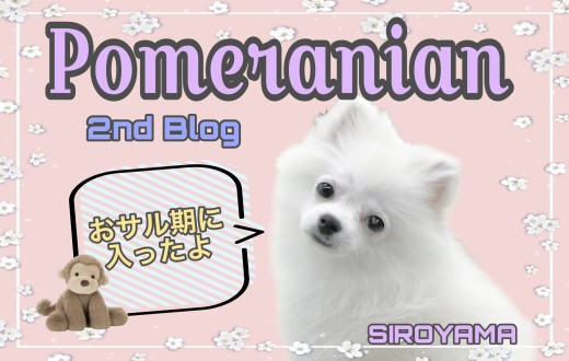 【 ポメラニアン 】2ndブログ サル期に突入しても可愛いポメちゃん