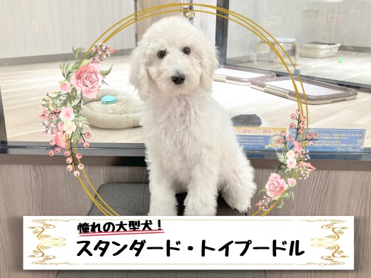 【 スタンダード・プードル 】圧倒的な安心感!憧れの毛の抜けづらい大型犬!