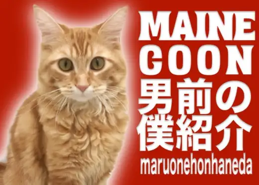 【メインクーン】犬と仲良し・お散歩日課！男前の僕を紹介するぜ！