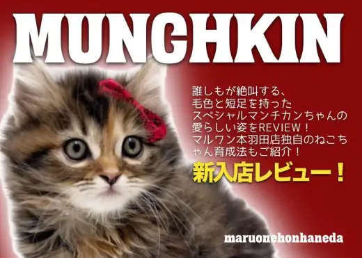 【 マンチカン 】驚愕の毛色と圧倒的な美形で世の人全てを虜にします！