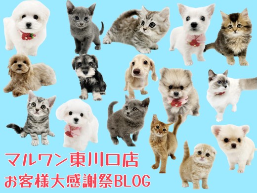 【 お知らせ 】マルワン東川口店お客様大感謝祭スタート！子犬子猫紹介！
