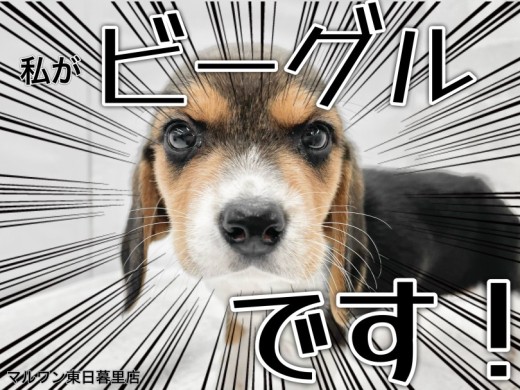 【 ビーグル 】様々なトレーニングが楽しめる元気いっぱいのアクティブ犬代表!