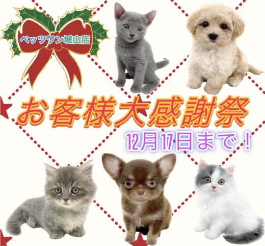 【 お知らせ 】お客様大感謝祭も残りわずか！素敵な出会いを城山店で！