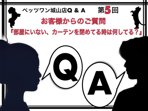 【 城山店Q＆A 】第5回『部屋にいない、カーテンを閉めてる時は何してる？』