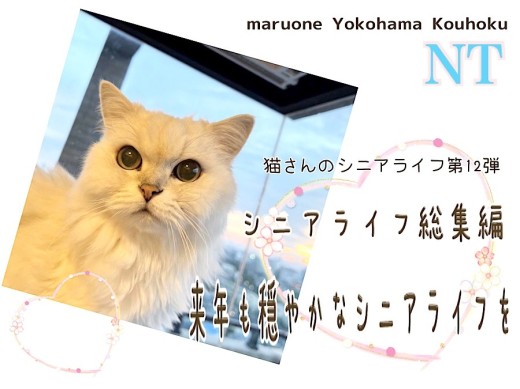 【 お役立て情報 】2023年シニア猫さん総集編