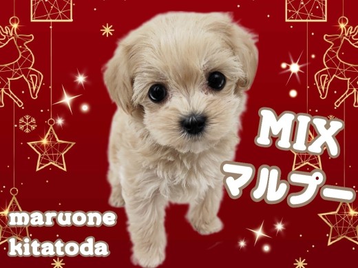 【 MIXマルプー 】人が大好き!フレンドリーなぬいぐるみわんこ登場