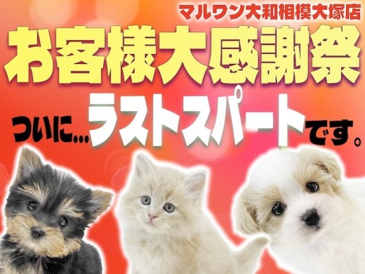 【 お知らせ 】お客様第感謝祭ラストスパート！2023年の最後に最高の出会いを！