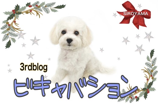 【 MIX 】3rdブログ  ビキャバション こんなに愛らしく成長しています。