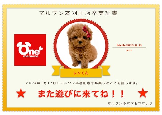 【 卒業記念】トイプードルちゃん卒業おめでとう！スタッフママよりお祝いの言葉〜卒業ブログ〜