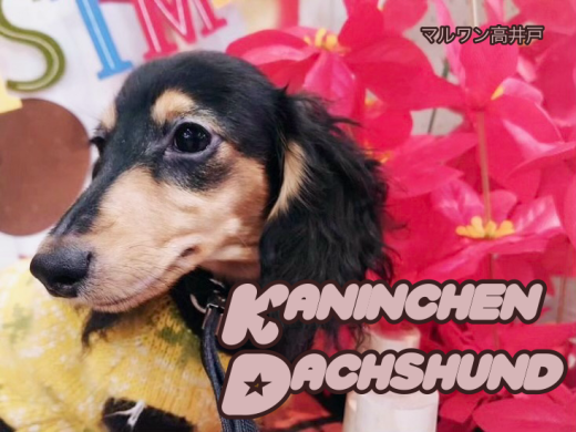 【 カニンヘンダックス 】多頭飼いにオススメなスーパーフレンドリーな女の子!