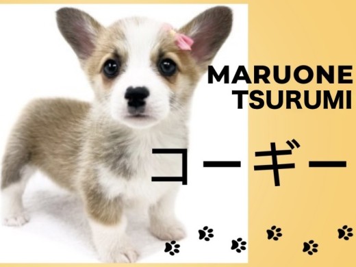 【 コーギー 】短足界で人気のコーギーちゃん!