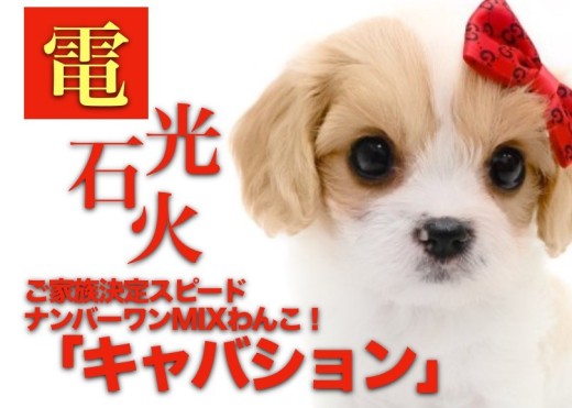 【 キャバション 】ブレンハイムカラーが美しいビションとキャバリアのMIXわんこ