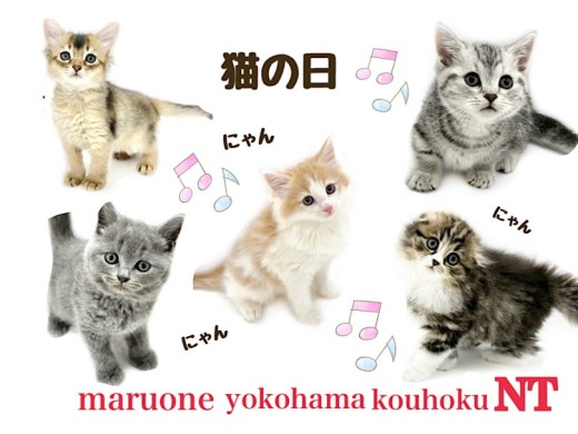 【 お役立て情報 】にゃんにゃんにゃん！猫の日！港北NT店の可愛い在籍猫さん